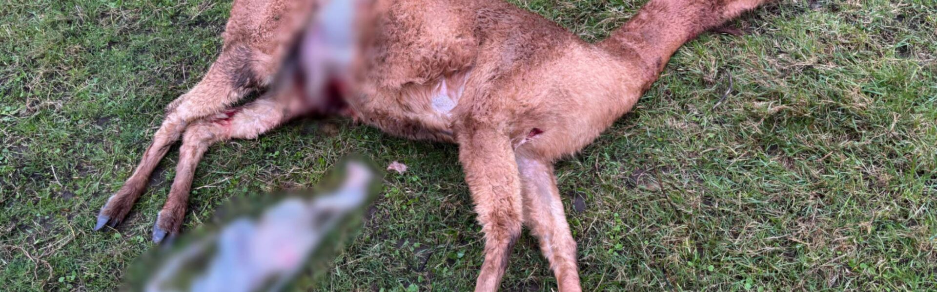 Moeder-alpaca ligt dood neer, veulen alleen achtergelaten – De huiveringwekkende waarheid achter het bloedbad 👇