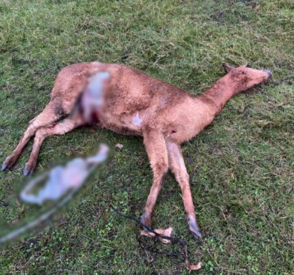 Moeder-alpaca ligt dood neer, veulen alleen achtergelaten – De huiveringwekkende waarheid achter het bloedbad 👇