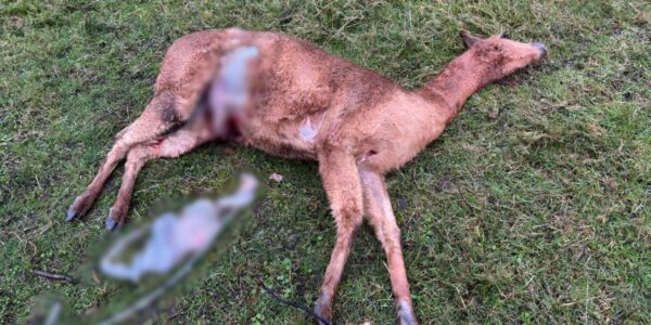 Moeder-alpaca ligt dood neer, veulen alleen achtergelaten – De huiveringwekkende waarheid achter het bloedbad 👇