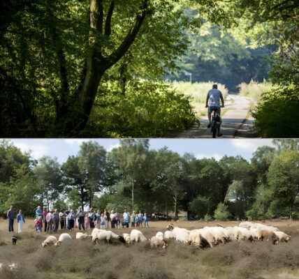 Schrik van zijn leven: Fietser wordt achtervolgd door naakte man in natuurgebied De Borkeld! 💥👇