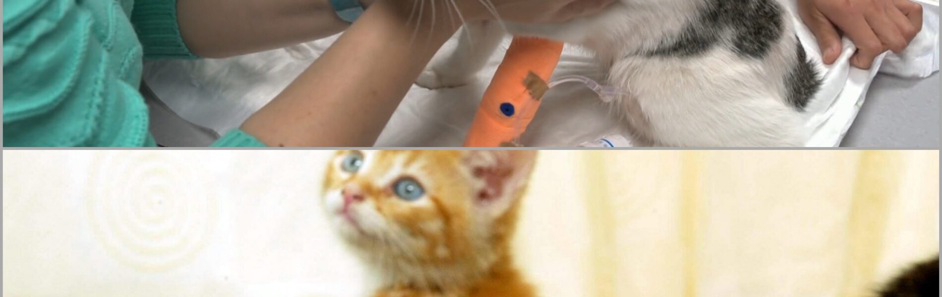 Wie doet zoiets? De kat van René is neergeschoten met een luchtbuks — de dader loopt nog vrij rond! 👇