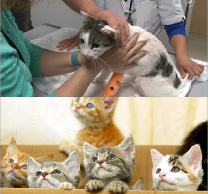 Wie doet zoiets? De kat van René is neergeschoten met een luchtbuks — de dader loopt nog vrij rond! 👇