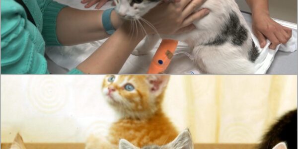 Wie doet zoiets? De kat van René is neergeschoten met een luchtbuks — de dader loopt nog vrij rond! 👇