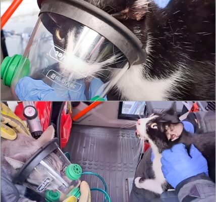 Dichter Rauch uber Wien: Feuerwehrleute sturzen sich ins Flammeninferno, um zwei Katzen zu retten – was danach geschah, ruhrt ganz Österreich 👇