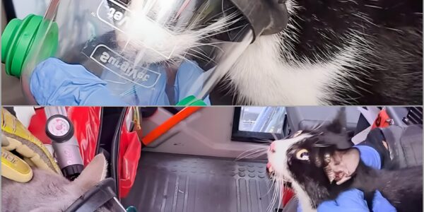 Dichter Rauch uber Wien: Feuerwehrleute sturzen sich ins Flammeninferno, um zwei Katzen zu retten – was danach geschah, ruhrt ganz Österreich 👇