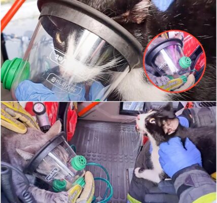 Wohnungsbrand in Wien: Feuerwehr rettet zwei Katzen in letzter Sekunde aus Flammen-Inferno!🙏🏽🔥