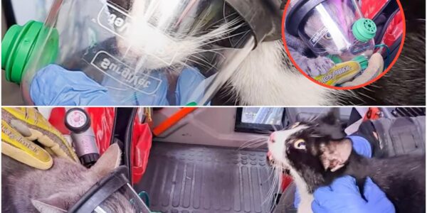 Wohnungsbrand in Wien: Feuerwehr rettet zwei Katzen in letzter Sekunde aus Flammen-Inferno!🙏🏽🔥