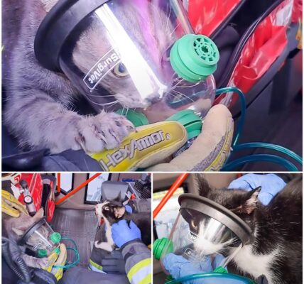 Wohnungsbrand in Wien-Penzing: Feuerwehr rettet zwei Katzen aus den Flammen