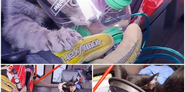 Wohnungsbrand in Wien-Penzing: Feuerwehr rettet zwei Katzen aus den Flammen