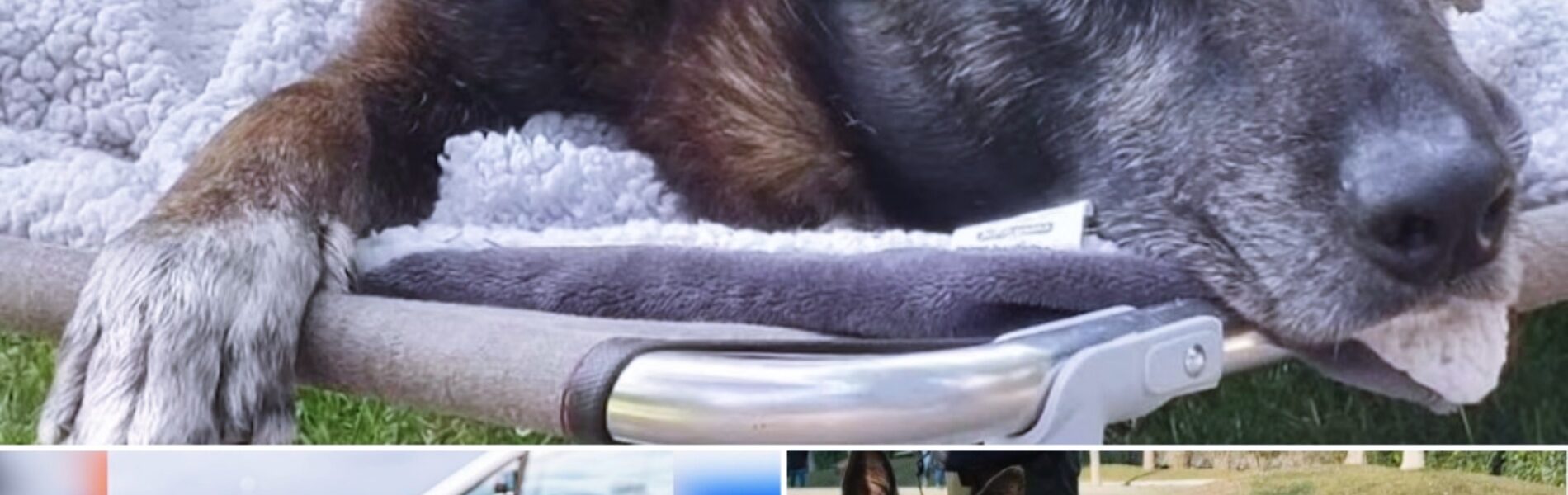 Bekende politiehond Zorro (12) overleden