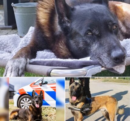 Bekende politiehond Zorro (12) overleden