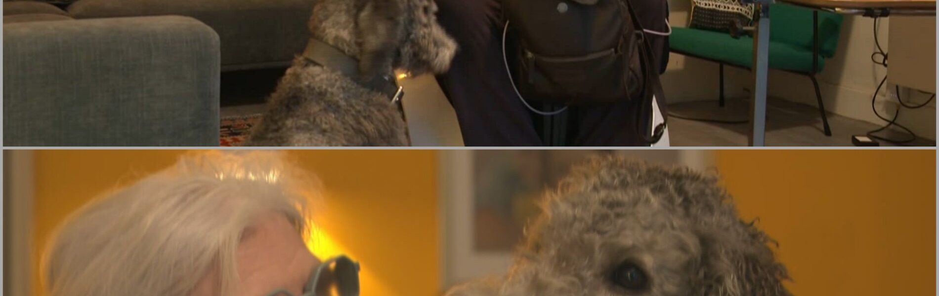 Cabaretavond eindigt in ophef: vrouw met hulphond weggestuurd door Patrick Laureij – maar wat er daarna gebeurde, verrast iedereen ‼️👇