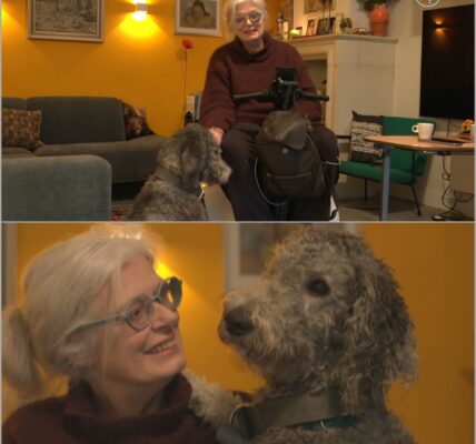 Cabaretavond eindigt in ophef: vrouw met hulphond weggestuurd door Patrick Laureij – maar wat er daarna gebeurde, verrast iedereen ‼️👇