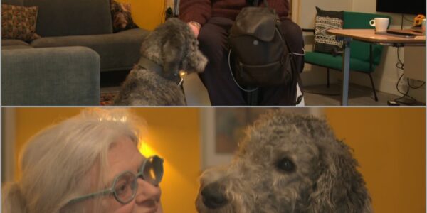 Cabaretavond eindigt in ophef: vrouw met hulphond weggestuurd door Patrick Laureij – maar wat er daarna gebeurde, verrast iedereen ‼️👇