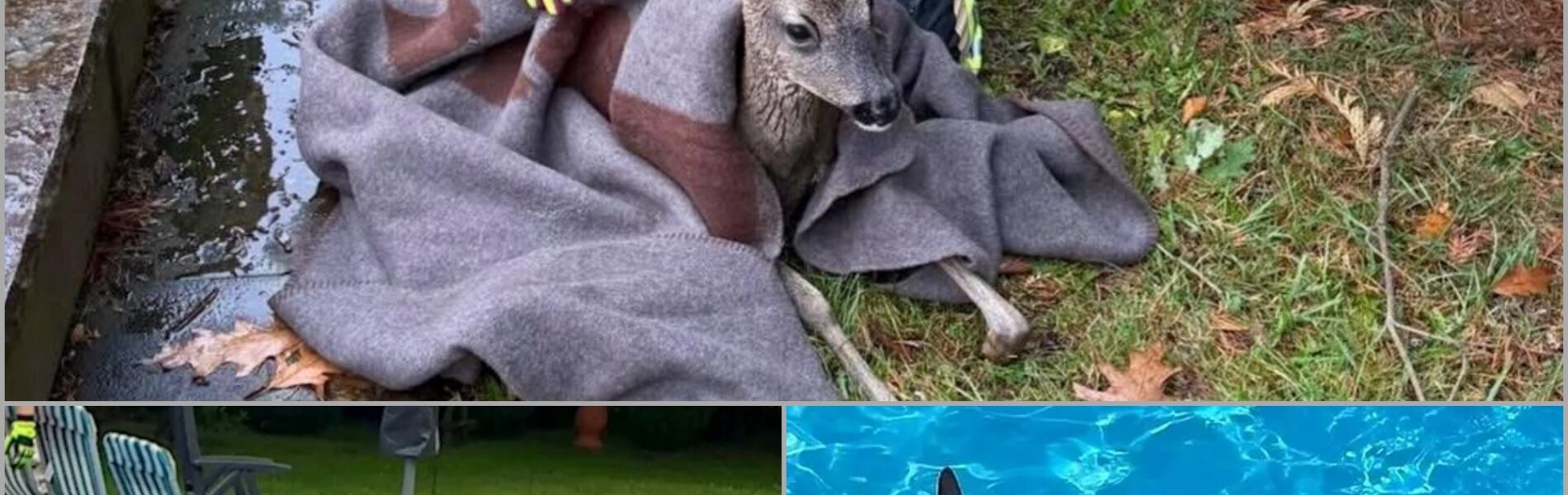 Dramatischer Feuerwehreinsatz im Morgengrauen: Erschöpftes Reh im Pool gefangen – was dann geschah, rührt ganz Mudersbach 👇‼️