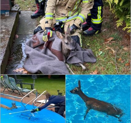 Dramatischer Feuerwehreinsatz im Morgengrauen: Erschöpftes Reh im Pool gefangen – was dann geschah, rührt ganz Mudersbach 👇‼️