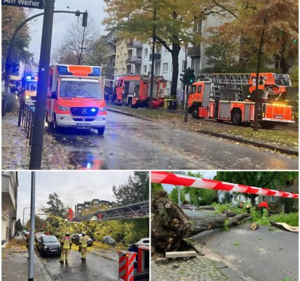 Schwerer Unfall in Hamburg‑Eimsbüttel: Wanderin bei Spaziergang von umstürzendem Baum lebensgefährlich verletzt