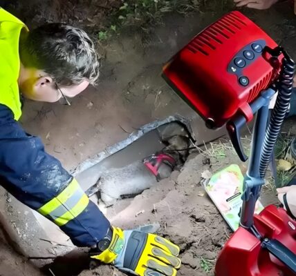 In der stillen Nacht von Sudwestpfalz – Zwei schwache Bellen aus der Tiefe verraten ein Geheimnis, das selbst erfahrene Retter erschaudern ließ 😶‍🌫️👇