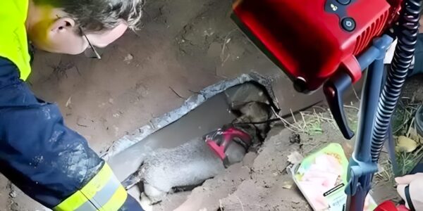 In der stillen Nacht von Sudwestpfalz – Zwei schwache Bellen aus der Tiefe verraten ein Geheimnis, das selbst erfahrene Retter erschaudern ließ 😶🌫️👇