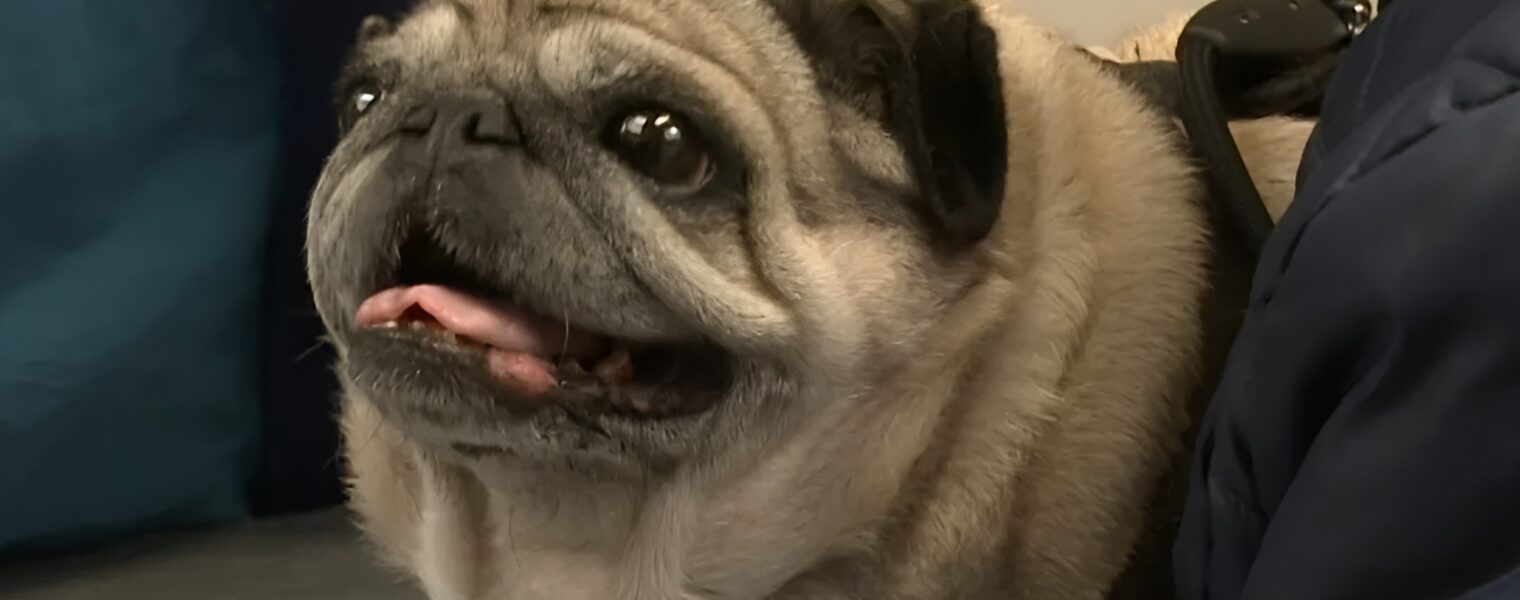 Als "schattig" pijn doet: Nederlandse overheid waarschuwt voor huisdieren die door mode zijn misvormd! 😢🐾