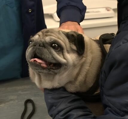 Als "schattig" pijn doet: Nederlandse overheid waarschuwt voor huisdieren die door mode zijn misvormd! 😢🐾