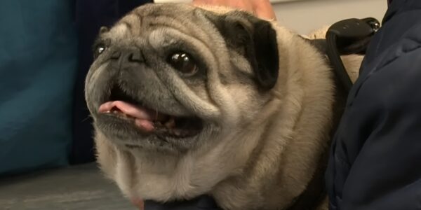 Als "schattig" pijn doet: Nederlandse overheid waarschuwt voor huisdieren die door mode zijn misvormd! 😢🐾