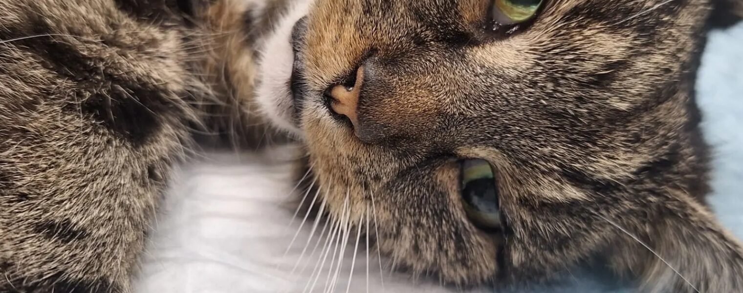 Het mysterie achter Coco’s hartverscheurende miauw – 13-jarige kat op gruwelijke wijze mishandeld in Voorschoten… 💔🐾