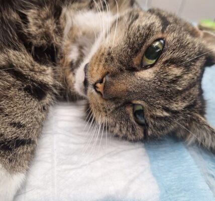 Het mysterie achter Coco’s hartverscheurende miauw – 13-jarige kat op gruwelijke wijze mishandeld in Voorschoten… 💔🐾