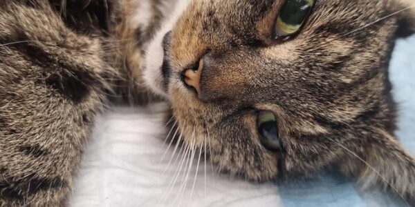 Het mysterie achter Coco’s hartverscheurende miauw – 13-jarige kat op gruwelijke wijze mishandeld in Voorschoten… 💔🐾