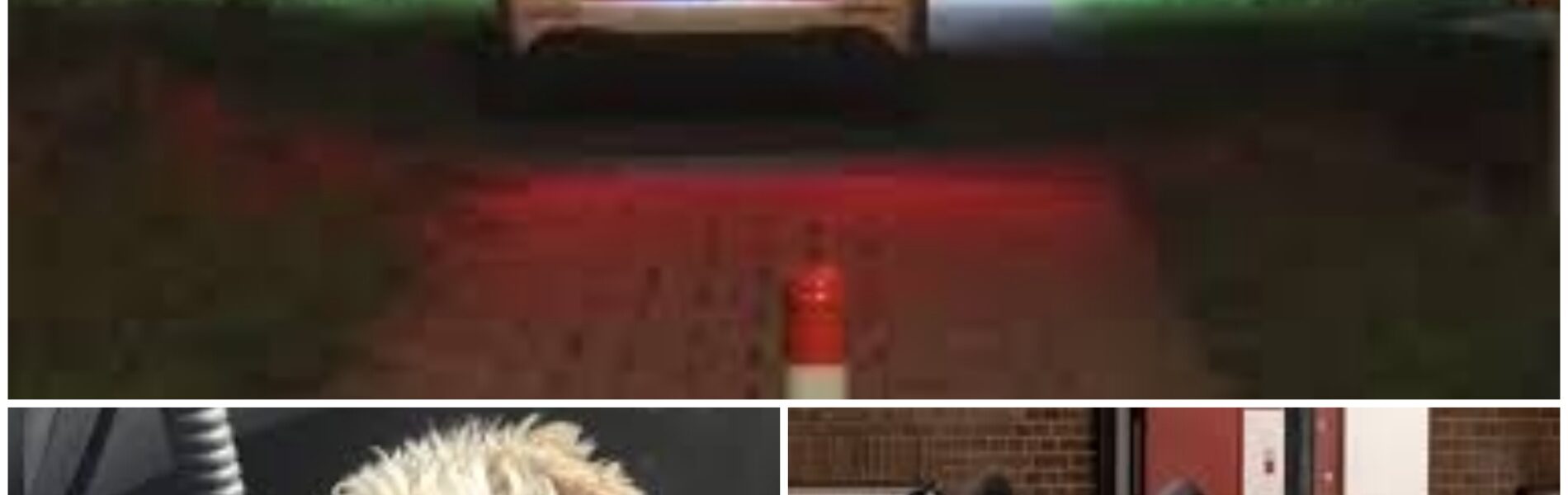 Rotterdamse politie grijpt in: zeven verwaarloosde honden bij straatkrantverkopers in beslag genomen