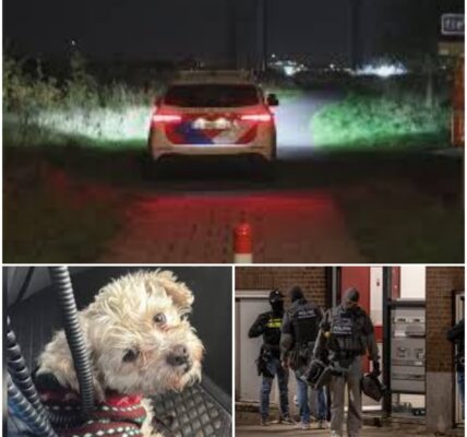 Rotterdamse politie grijpt in: zeven verwaarloosde honden bij straatkrantverkopers in beslag genomen