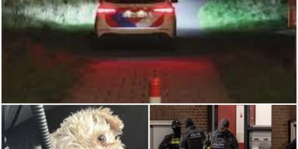 Rotterdamse politie grijpt in: zeven verwaarloosde honden bij straatkrantverkopers in beslag genomen