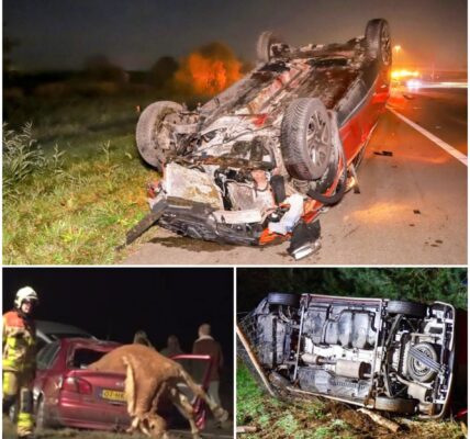 Ravage op snelweg A2: Aanrijding met paard laat automobilisten op het nippertje vrij!