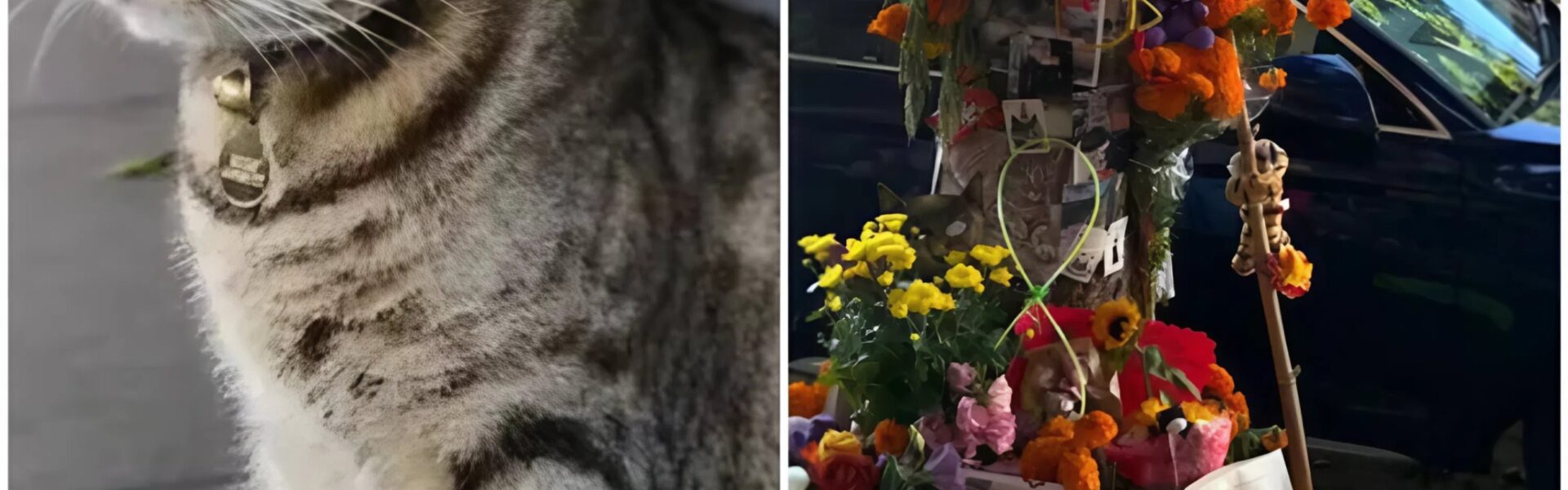 Robotaxi rijdt geliefde kat KitKat dood in San Francisco: woede en verdriet om ‘de burgemeester van 16th Street’