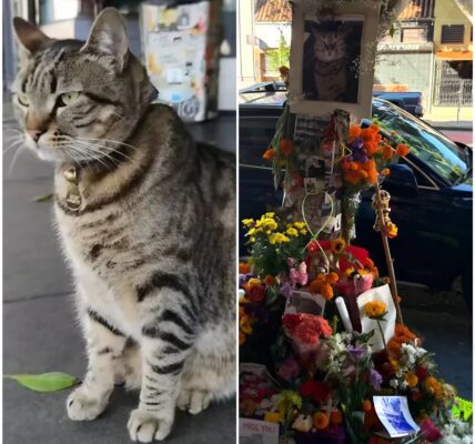 Robotaxi rijdt geliefde kat KitKat dood in San Francisco: woede en verdriet om ‘de burgemeester van 16th Street’