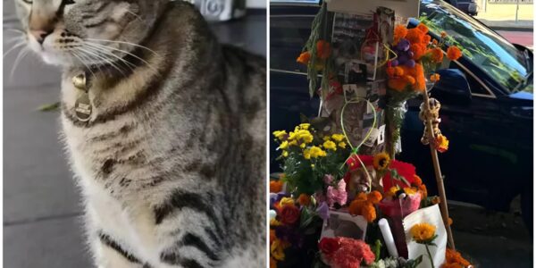 Robotaxi rijdt geliefde kat KitKat dood in San Francisco: woede en verdriet om ‘de burgemeester van 16th Street’