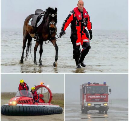 Reiterin und Pferd von Wasser eingeschlossen: Dramatische Rettung an der Nordsee