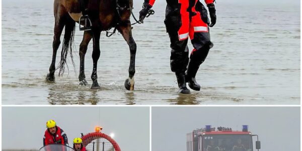 Reiterin und Pferd von Wasser eingeschlossen: Dramatische Rettung an der Nordsee