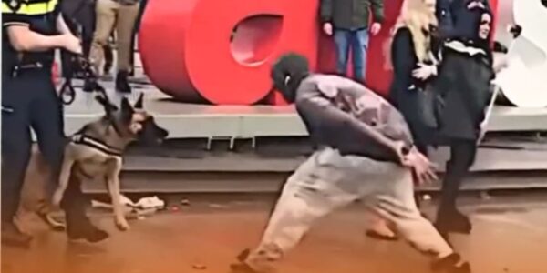 Hij dacht dat hij stoer was — tot de politiehond hem iets anders leerde