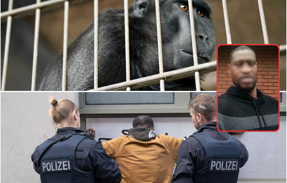 Hamburger vor Gericht: Schockgeständnis zu extremem Tiermissbrauch erschüttert die Öffentlichkeit