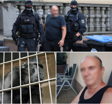 Leidse man (60) bekent schokkende misdrijven: jarenlange mishandeling van apen zorgt voor nationale verontwaardiging