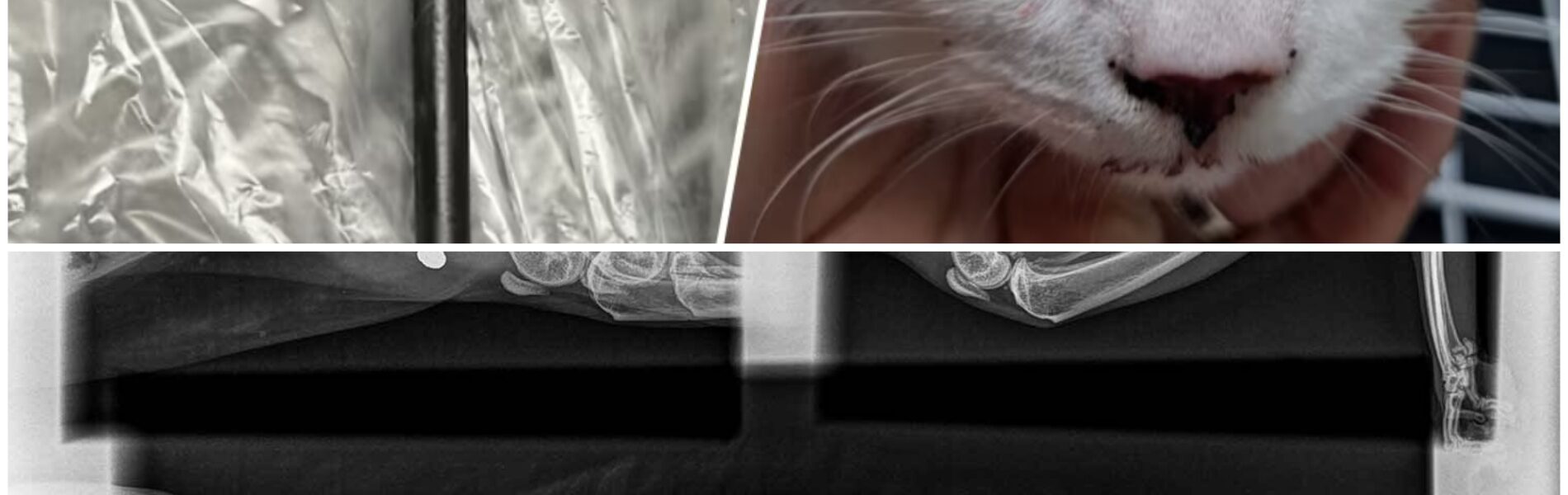 Eindhovense wijk Limbeek in shock: meerdere katten beschoten met kruisboog – dierenarts waarschuwt voor “verontrustende trend”