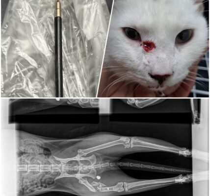 Eindhovense wijk Limbeek in shock: meerdere katten beschoten met kruisboog – dierenarts waarschuwt voor “verontrustende trend”