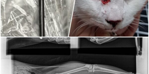 Eindhovense wijk Limbeek in shock: meerdere katten beschoten met kruisboog – dierenarts waarschuwt voor “verontrustende trend”