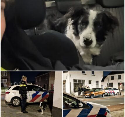 Kaatsheuvel in shock: lichaam van man al langere tijd in huis naast zwaar vermagerde hond gevonden – een duistere situatie die vragen oproept
