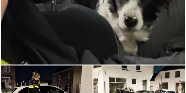 Kaatsheuvel in shock: lichaam van man al langere tijd in huis naast zwaar vermagerde hond gevonden – een duistere situatie die vragen oproept