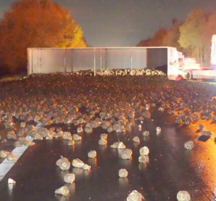 A28 afgesloten na gekantelde vrachtwagen met suikerbieten – hinder tot na de spits