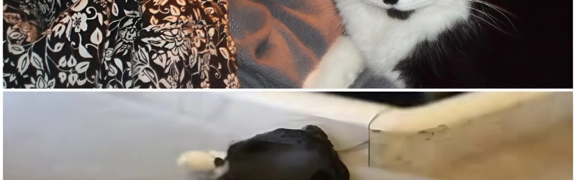 Agnes (78): Die alte Dame vermachte ihren ganzen Besitz ihren Katzen, weil ihre Kinder ihn nicht...