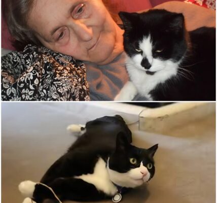 Agnes (78): Die alte Dame vermachte ihren ganzen Besitz ihren Katzen, weil ihre Kinder ihn nicht...