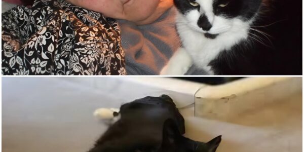 Agnes (78): Die alte Dame vermachte ihren ganzen Besitz ihren Katzen, weil ihre Kinder ihn nicht...